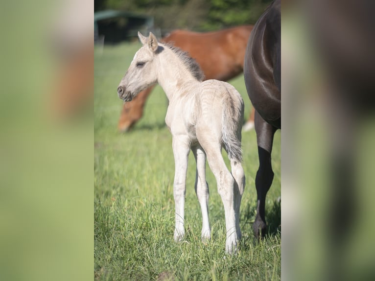 Lusitano Stallion  16 hh Grullo in Walsrode
