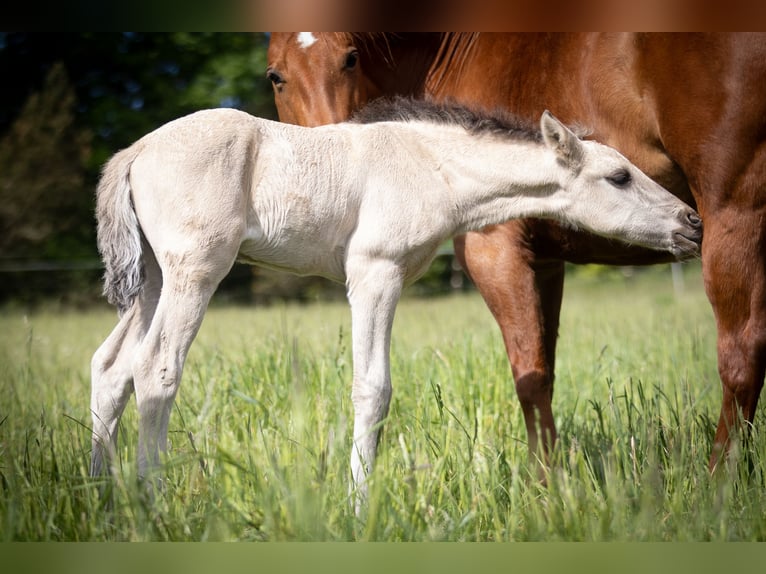 Lusitano Stallion  16 hh Grullo in Walsrode