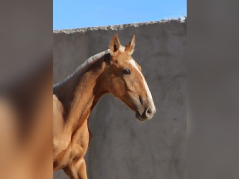 Lusitano Stallion Foal (01/2024) 16 hh Palomino in Rio Maior