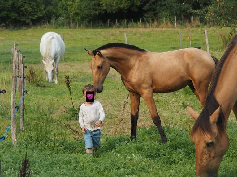 Lusitano Stallion Foal (04/2025) 17 hh Dun in Pleyben Lusitano Stallion Foal (04/2025) 17 hh Dun in Pleyben