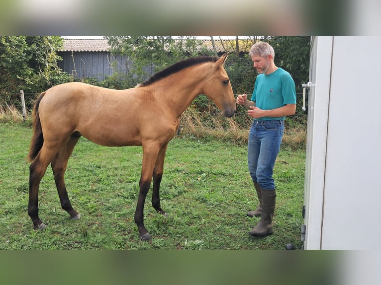 Lusitano Stallion Foal (04/2025) 17 hh Dun in Pleyben Lusitano Stallion Foal (04/2025) 17 hh Dun in Pleyben
