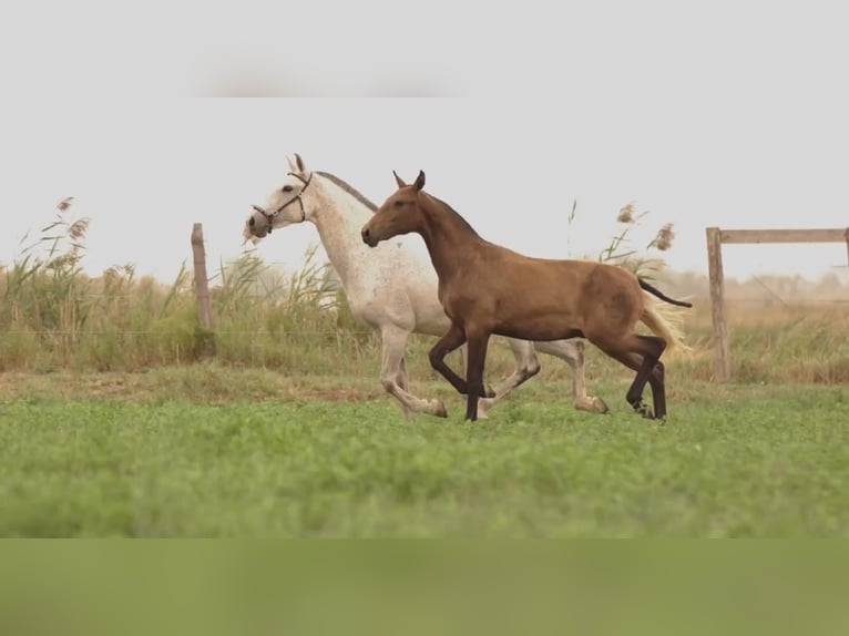 Lusitano Stallion Foal (02/2024) Brown in Arles