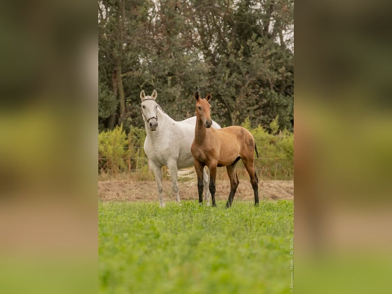 Lusitano Stallion Foal (02/2024) Brown in Arles