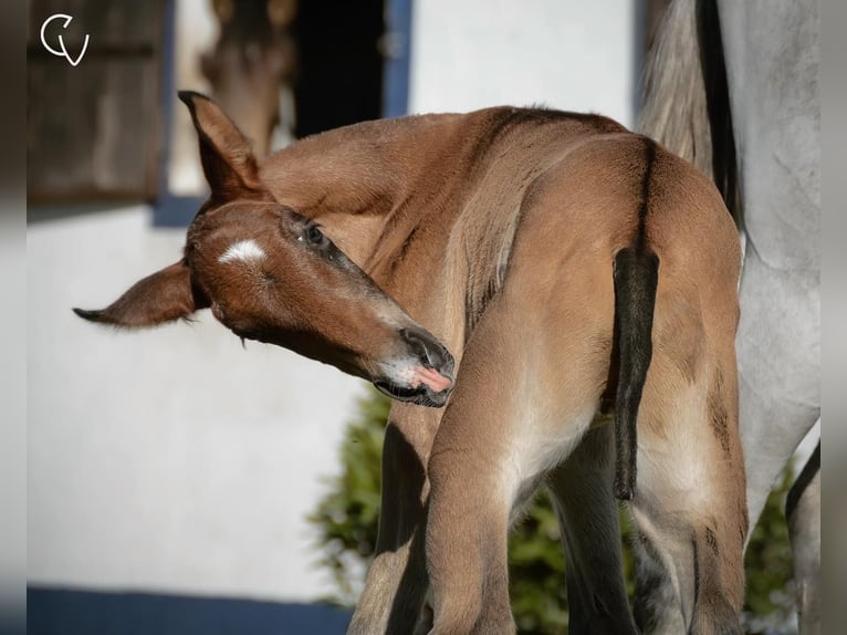 Lusitano Stallion Foal (01/2024) Brown in Agua Derramada