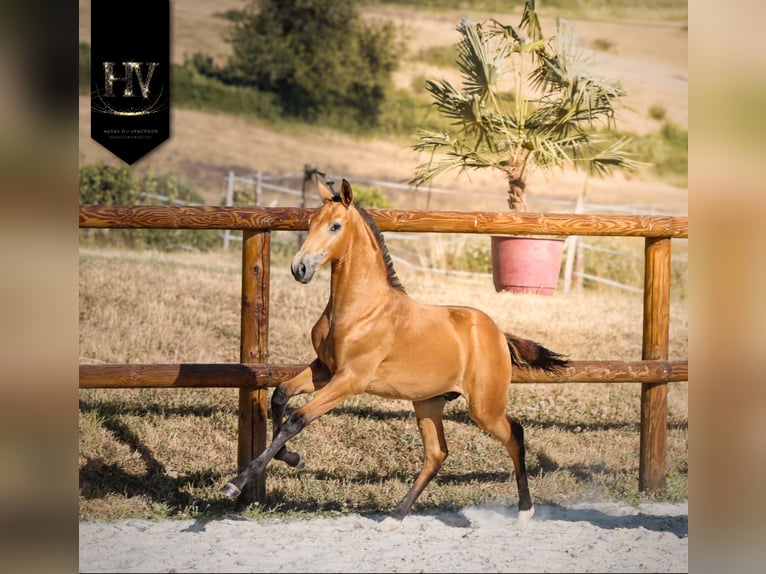 Lusitano Stallion Foal (01/2026) Buckskin in Grury