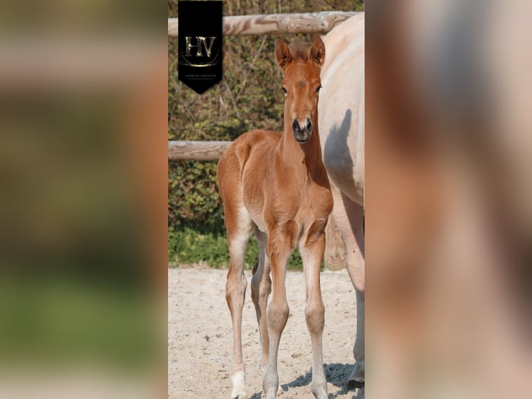 Lusitano Stallion Foal (01/2026) Buckskin in Grury