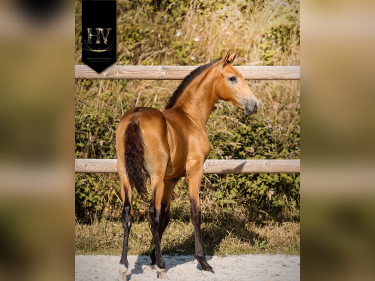 Lusitano Stallion Foal (01/2026) Buckskin in Grury