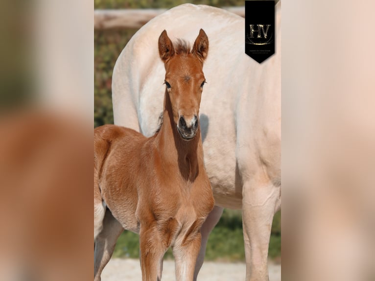 Lusitano Stallion Foal (01/2026) Buckskin in Grury