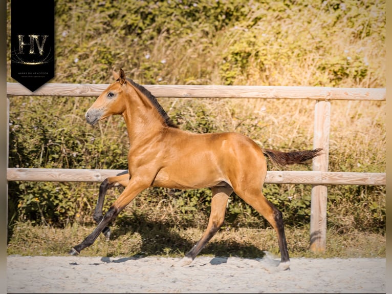 Lusitano Stallion Foal (01/2026) Buckskin in Grury