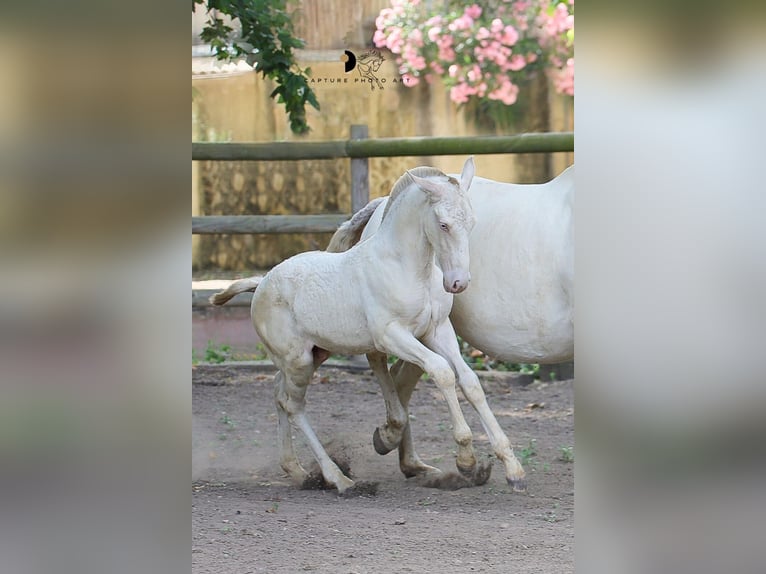 Lusitano Stallion Foal (04/2025) Cremello in Arles