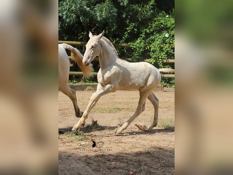 Lusitano Stallion Foal (04/2025) Cremello in Arles