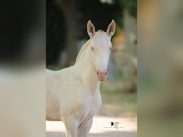 Lusitano Stallion Foal (04/2025) Cremello in Arles