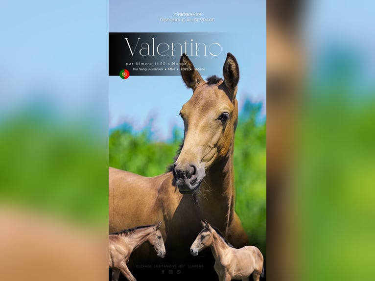 Lusitano Stallion Foal (04/2025) Dun in Arles Lusitano Stallion Foal (04/2025) Dun in Arles