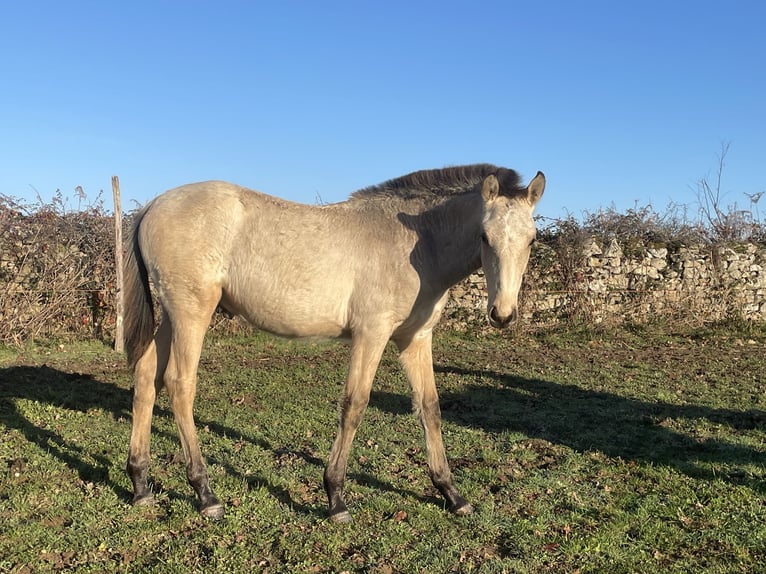 Lusitano Stallion Foal (08/2025) Dun in Saint Marcel en Marcillat
