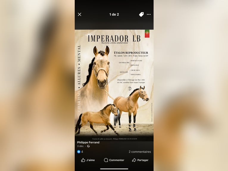 Lusitano Stallion Foal (08/2025) Dun in Saint Marcel en Marcillat