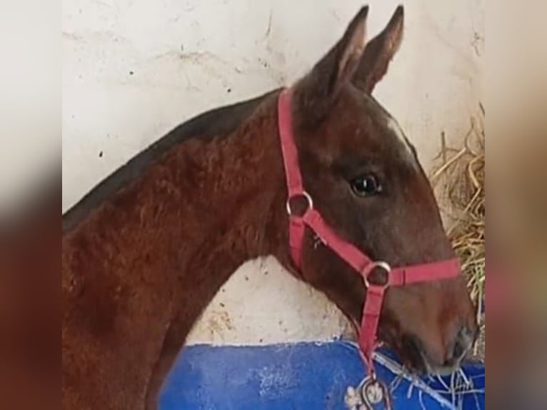 Lusitano Stallion  Gray in Las Piñas