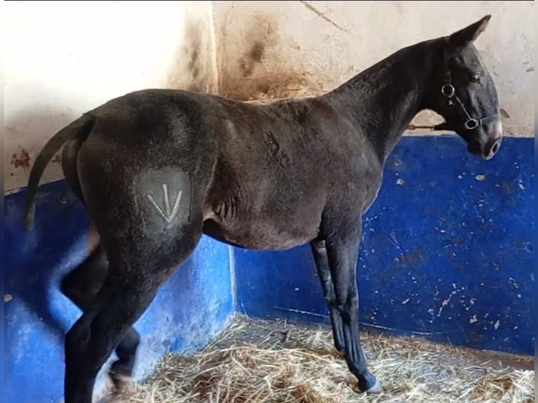 Lusitano Stallion  Gray in Las Piñas