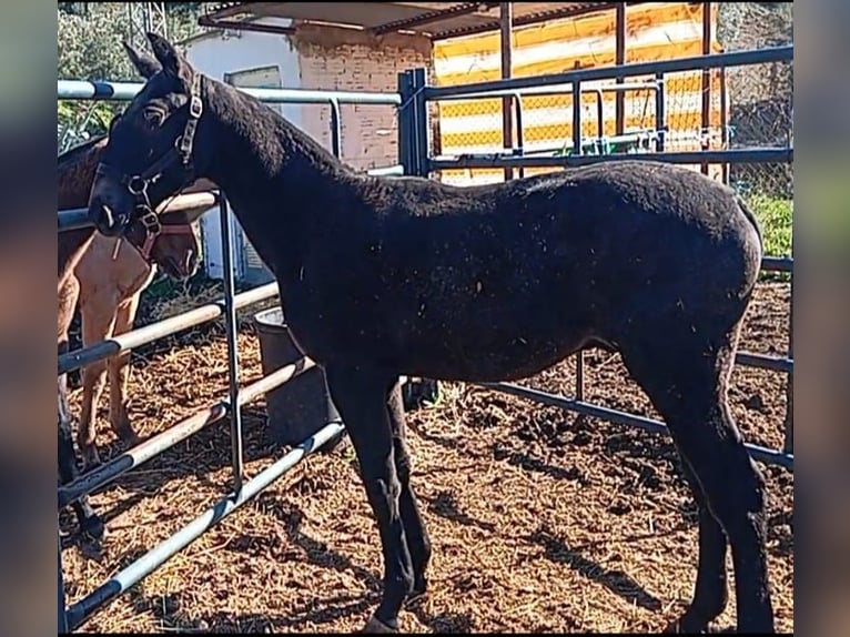 Lusitano Stallion  Gray in Las Piñas