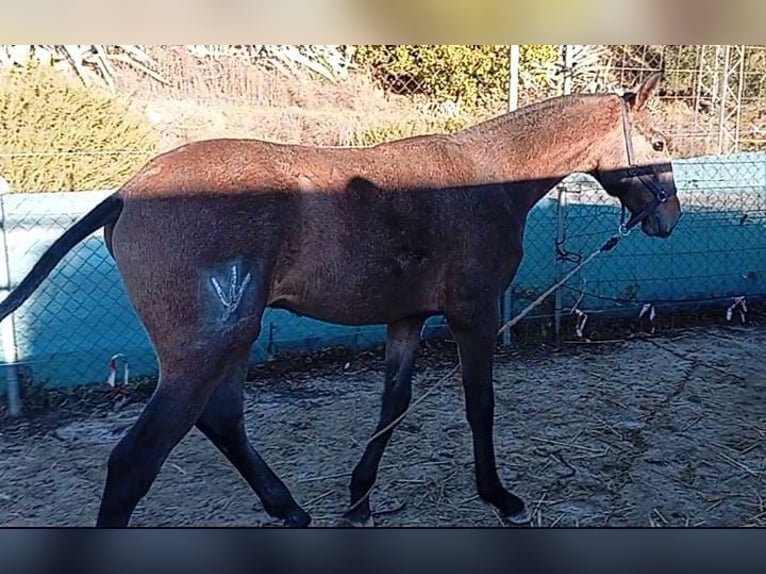 Lusitano Stallion Foal (04/2025) Grey in Las Piñas