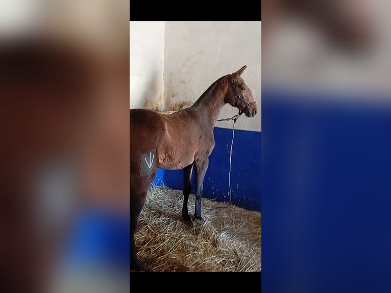 Lusitano Stallion Foal (04/2025) Grey in Las Piñas