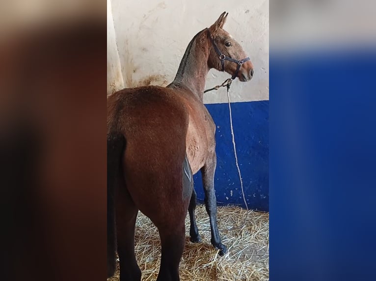 Lusitano Stallion Foal (04/2025) Grey in Las Piñas