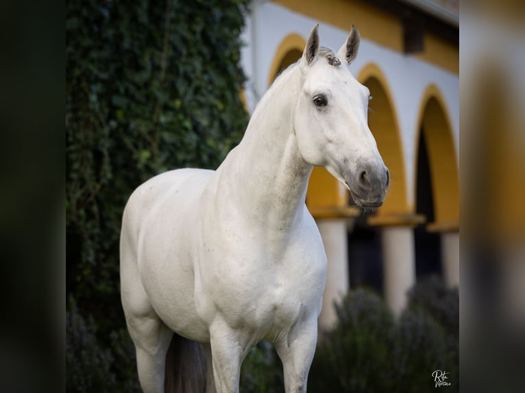 Lusitano Stallion White in Torres Novas