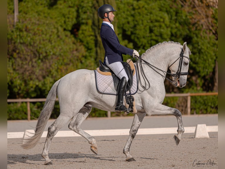 Lusitano Stallion White in Torres Novas