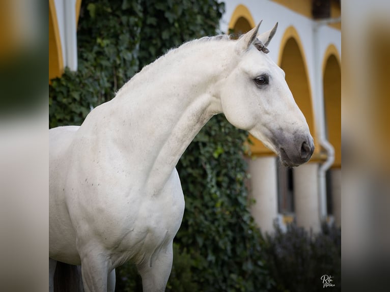 Lusitano Stallion White in Torres Novas