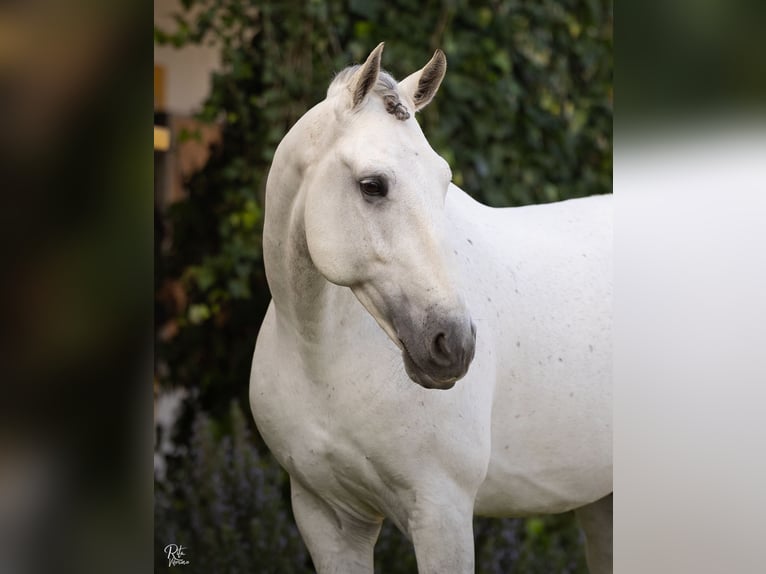 Lusitano Stallion White in Torres Novas