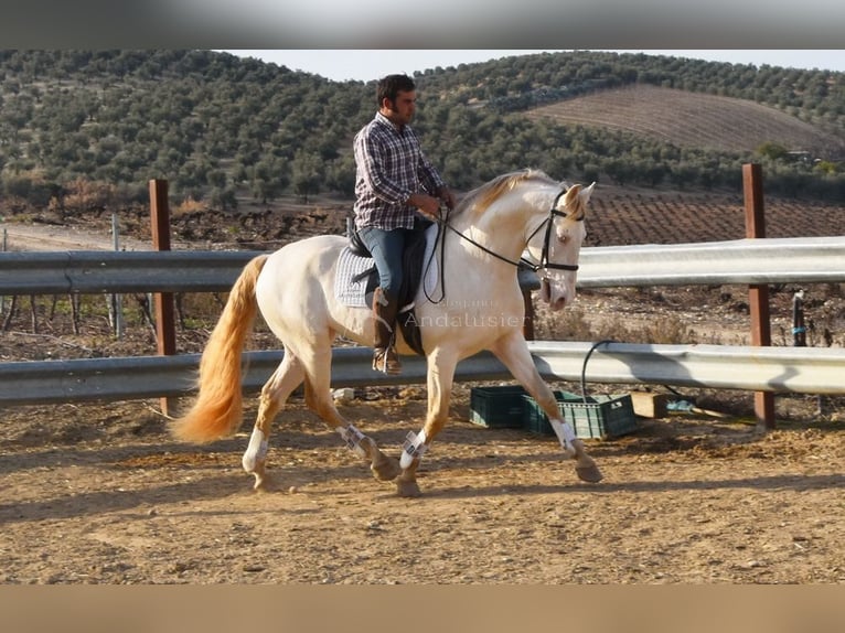 Lusitano Stallone 10 Anni 158 cm Perlino in Frutigen