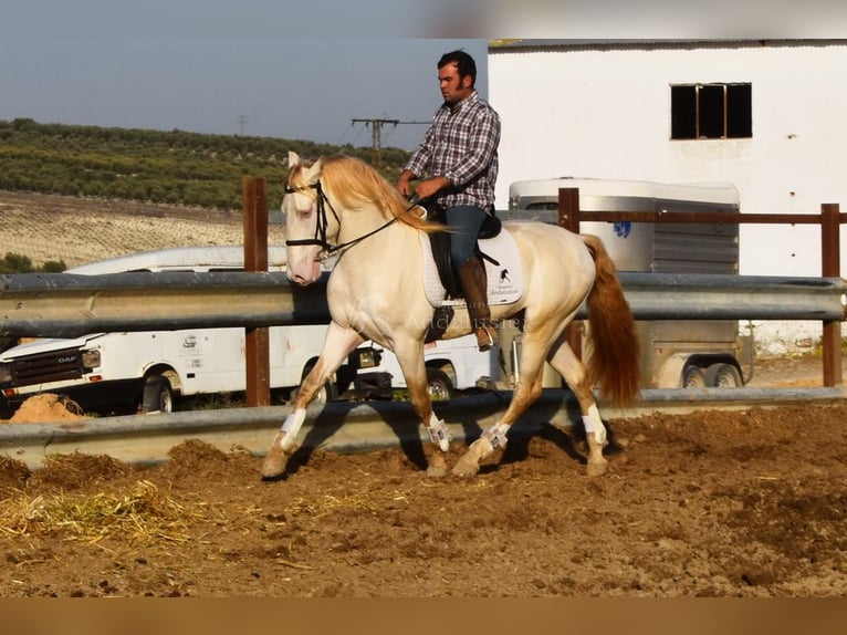 Lusitano Stallone 10 Anni 158 cm Perlino in Frutigen
