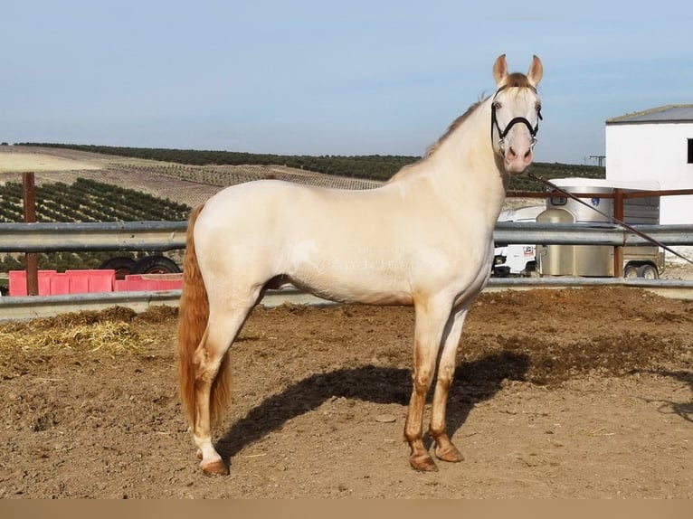 Lusitano Stallone 10 Anni 158 cm Perlino in Frutigen