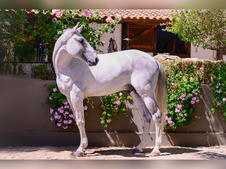 Lusitano Stallone 10 Anni 160 cm Grigio in Vila Viçosa