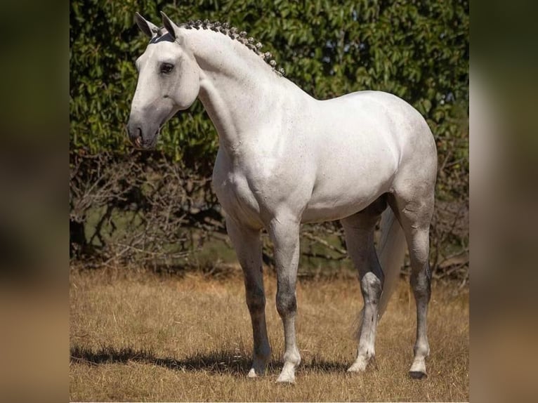 Lusitano Stallone 10 Anni 160 cm Grigio in Vila Viçosa