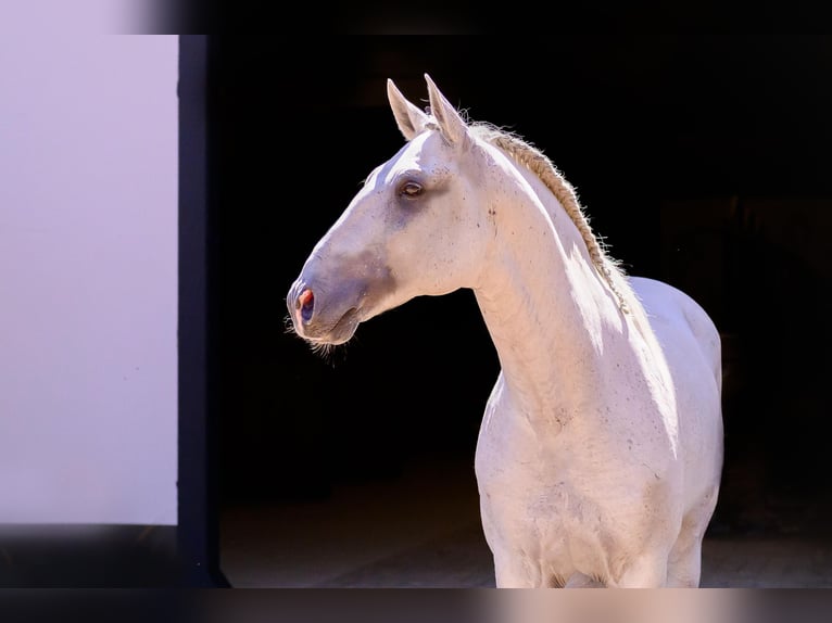 Lusitano Stallone 10 Anni 160 cm Grigio in Vila Viçosa