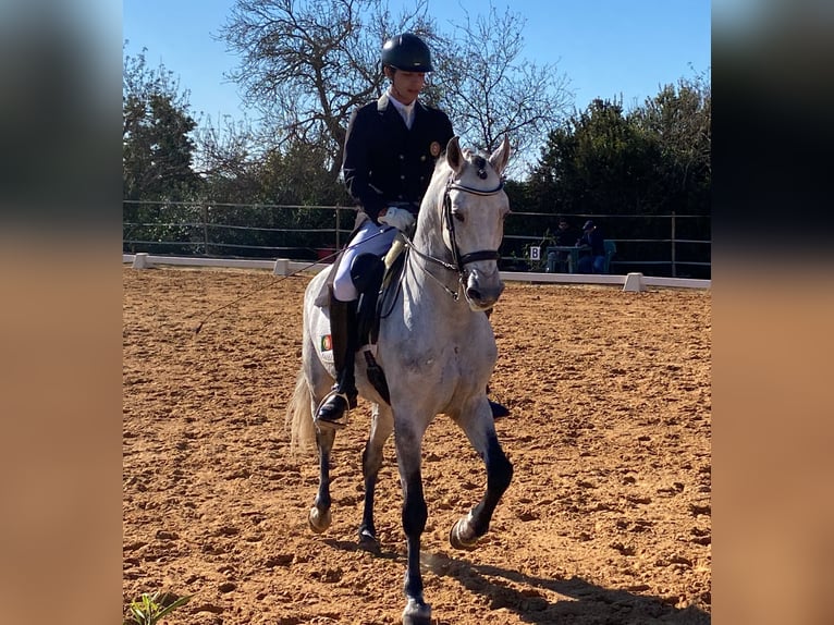 Lusitano Stallone 10 Anni 161 cm Grigio in Pera