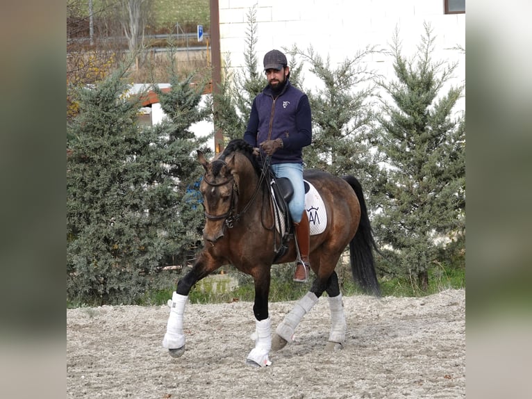 Lusitano Stallone 10 Anni 162 cm Falbo in Aeropuerto De Noain (Pamplona)
