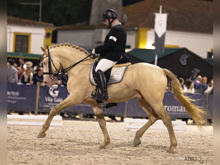Lusitano Stallone 10 Anni 169 cm Cremello in Trofa
