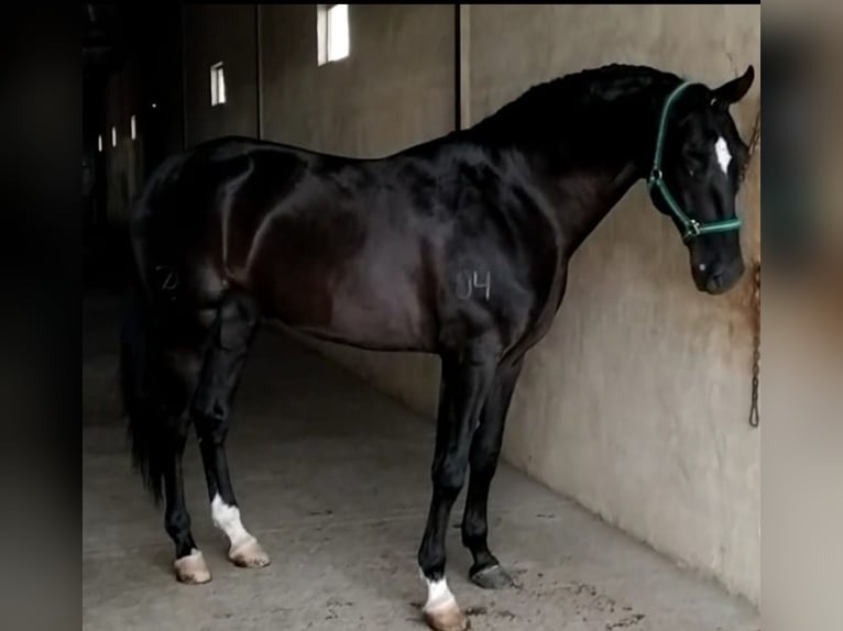 Lusitano Stallone 11 Anni 163 cm Morello in Valladolid