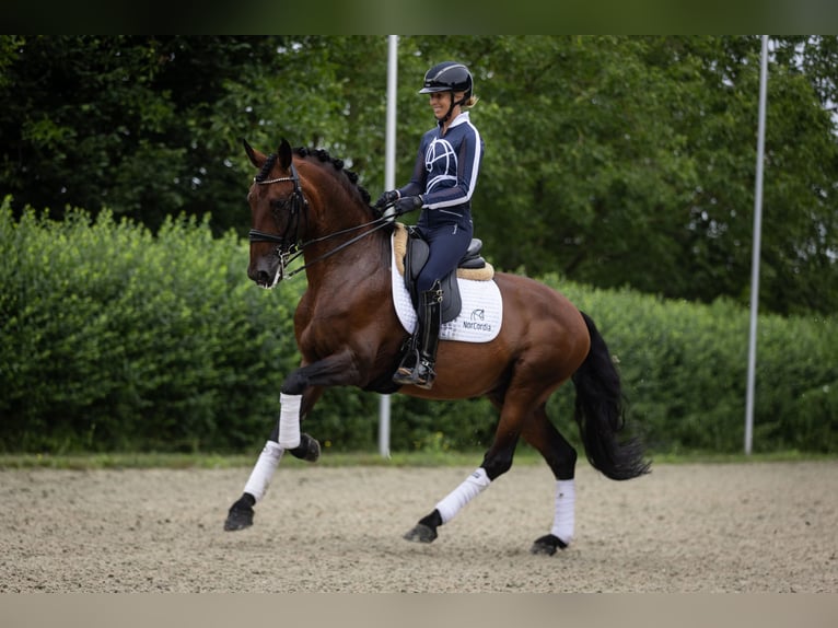 Lusitano Stallone 11 Anni 165 cm Baio in Melle