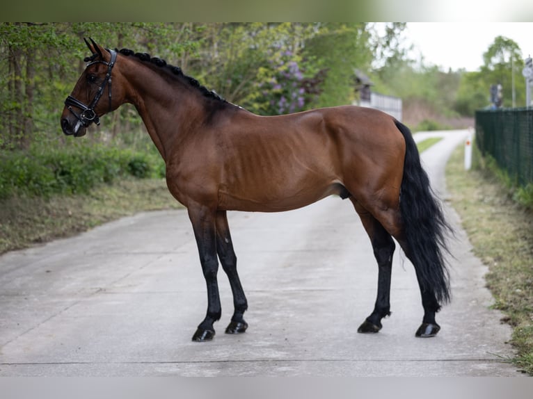 Lusitano Stallone 11 Anni 165 cm Baio in Melle