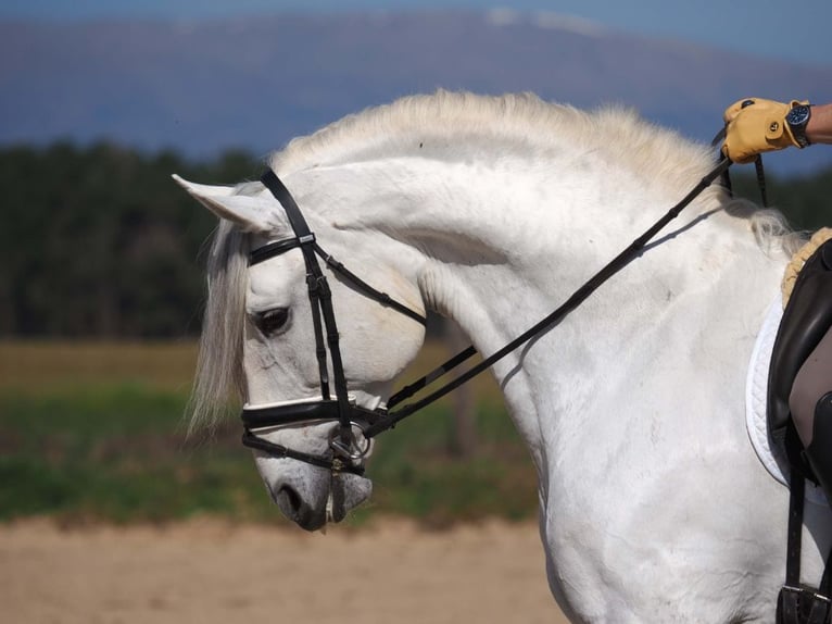Lusitano Stallone 11 Anni 167 cm Grigio in Navas Del Madroño