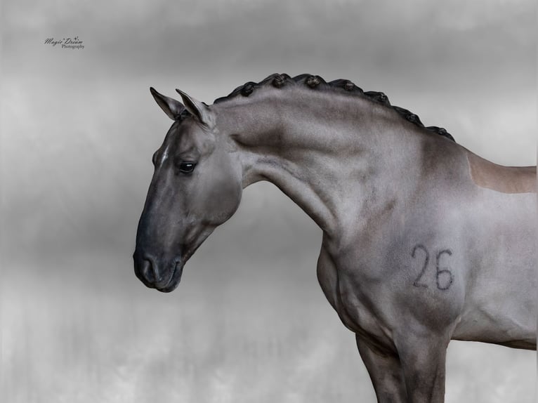 Lusitano Stallone 12 Anni 164 cm Grullo in Mettmann