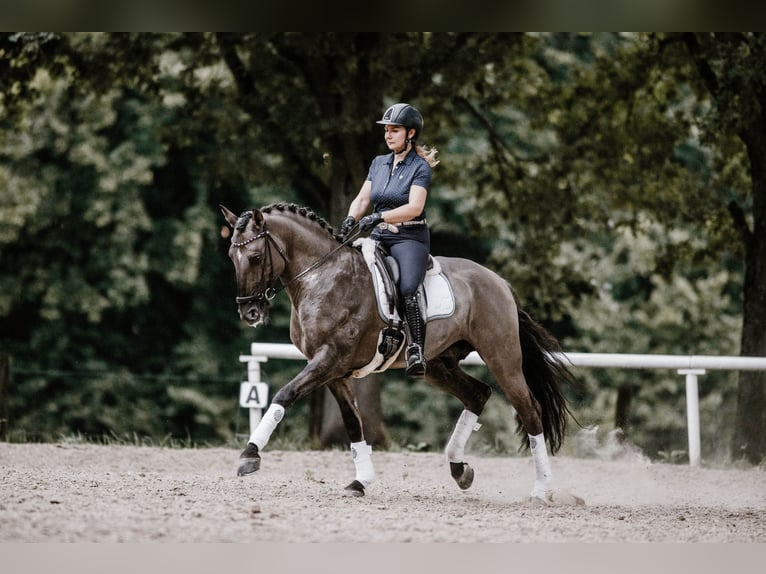 Lusitano Stallone 12 Anni 164 cm Grullo in Mettmann