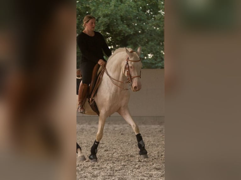 Lusitano Stallone 13 Anni 158 cm Cremello in W&#xF6;llstein