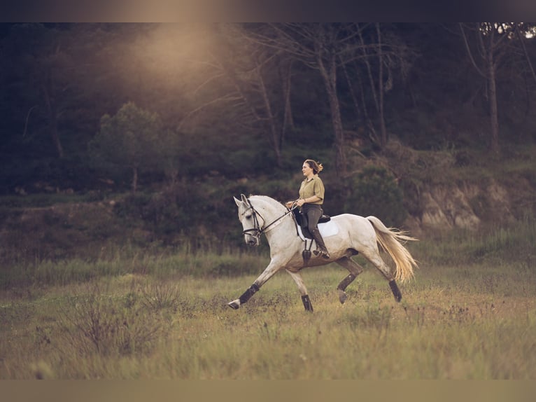 Lusitano Stallone 13 Anni 163 cm Bianco in Coruche