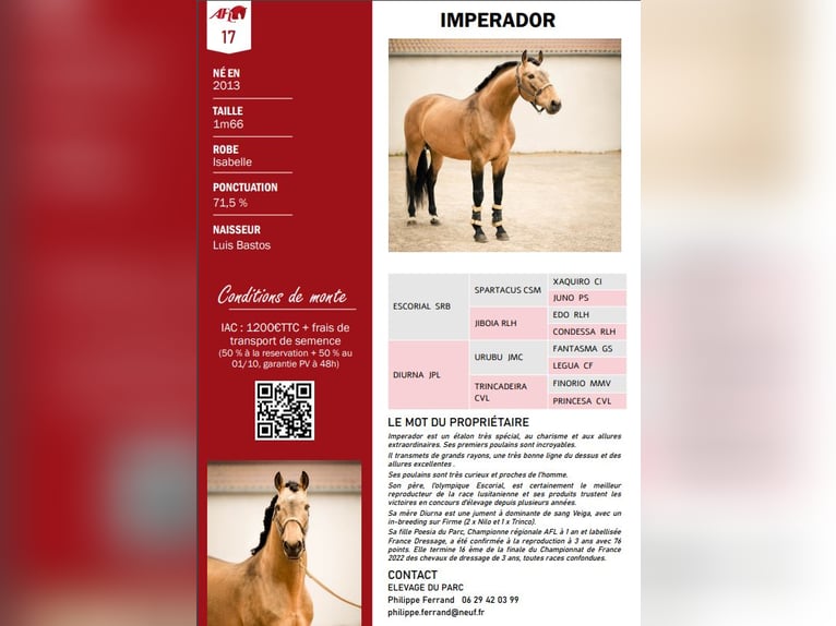 Lusitano Stallone 13 Anni 166 cm Falbo in PORT SAINT PERE