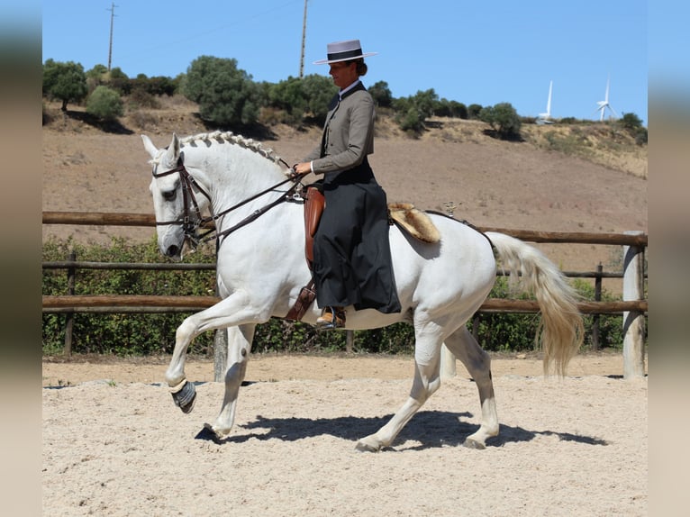 Lusitano Stallone 13 Anni 167 cm Grigio in Ribamar