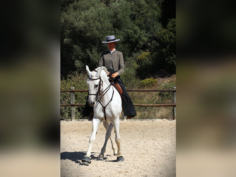 Lusitano Stallone 13 Anni 167 cm Grigio in Ribamar