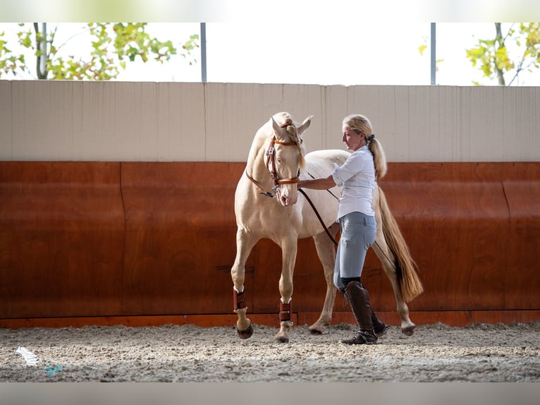 Lusitano Stallone 14 Anni 158 cm Perlino in Saint Aubin